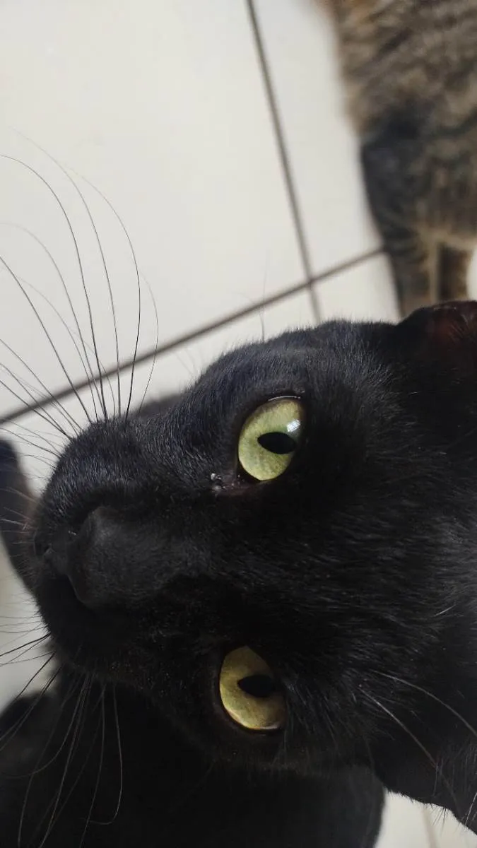 Gato ra a SRD-ViraLata idade 2 anos nome Rabicó
