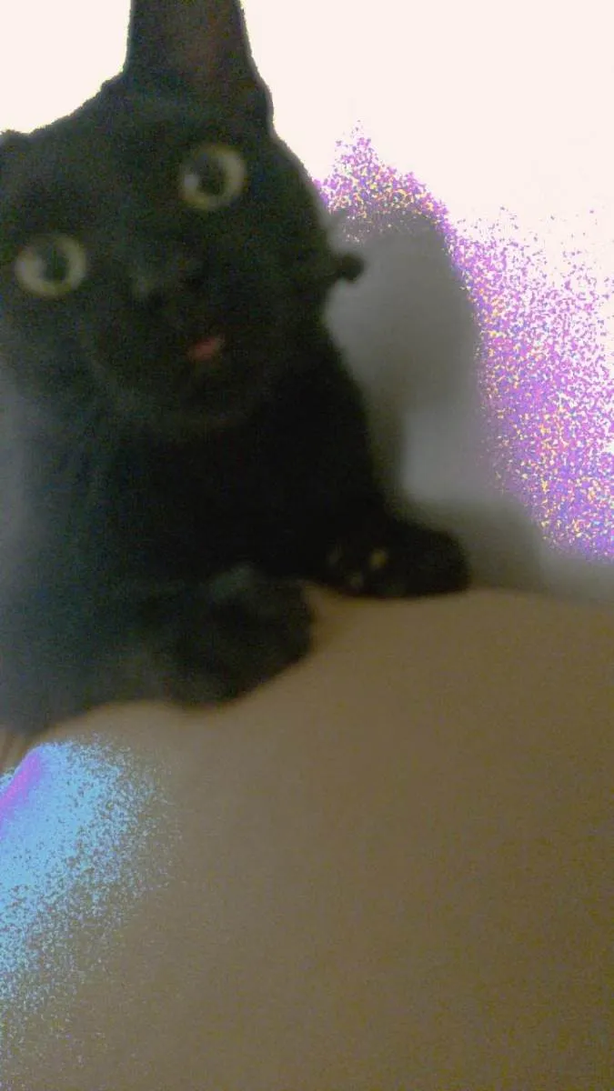 Gato ra a SRD-ViraLata idade 2 anos nome Rabicó