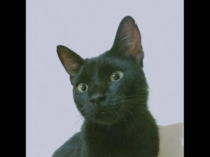 Gato ra a SRD-ViraLata idade 2 anos nome Rabicó