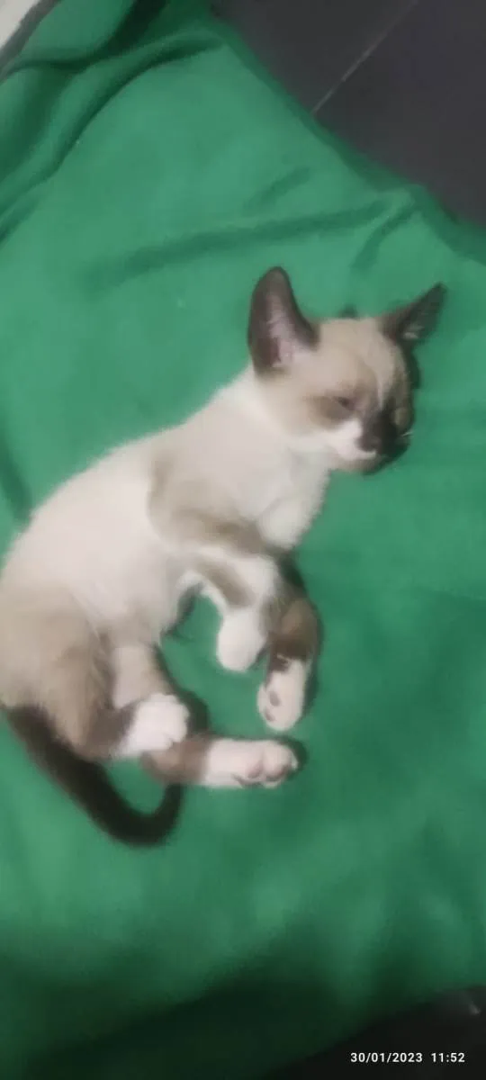 Gato ra a Mestiçio Siamês idade Abaixo de 2 meses nome Miguelzinho