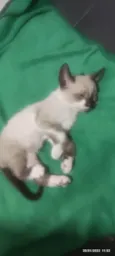 Miguelzinho