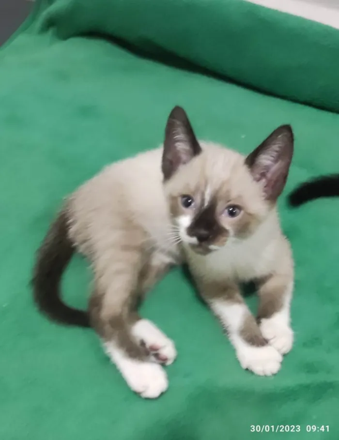 Gato ra a Mestiçio Siamês idade Abaixo de 2 meses nome Miguelzinho