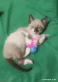 Miguelzinho