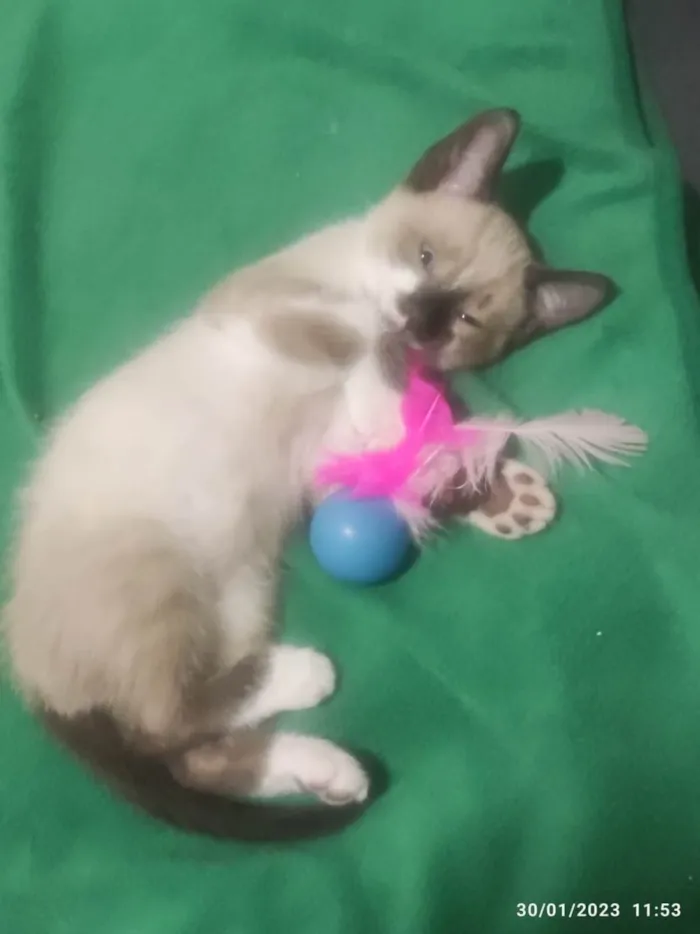 Gato ra a Mestiçio Siamês idade Abaixo de 2 meses nome Miguelzinho