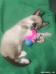 Miguelzinho
