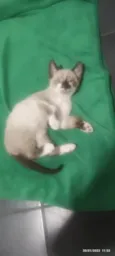 Miguelzinho