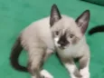 Miguelzinho