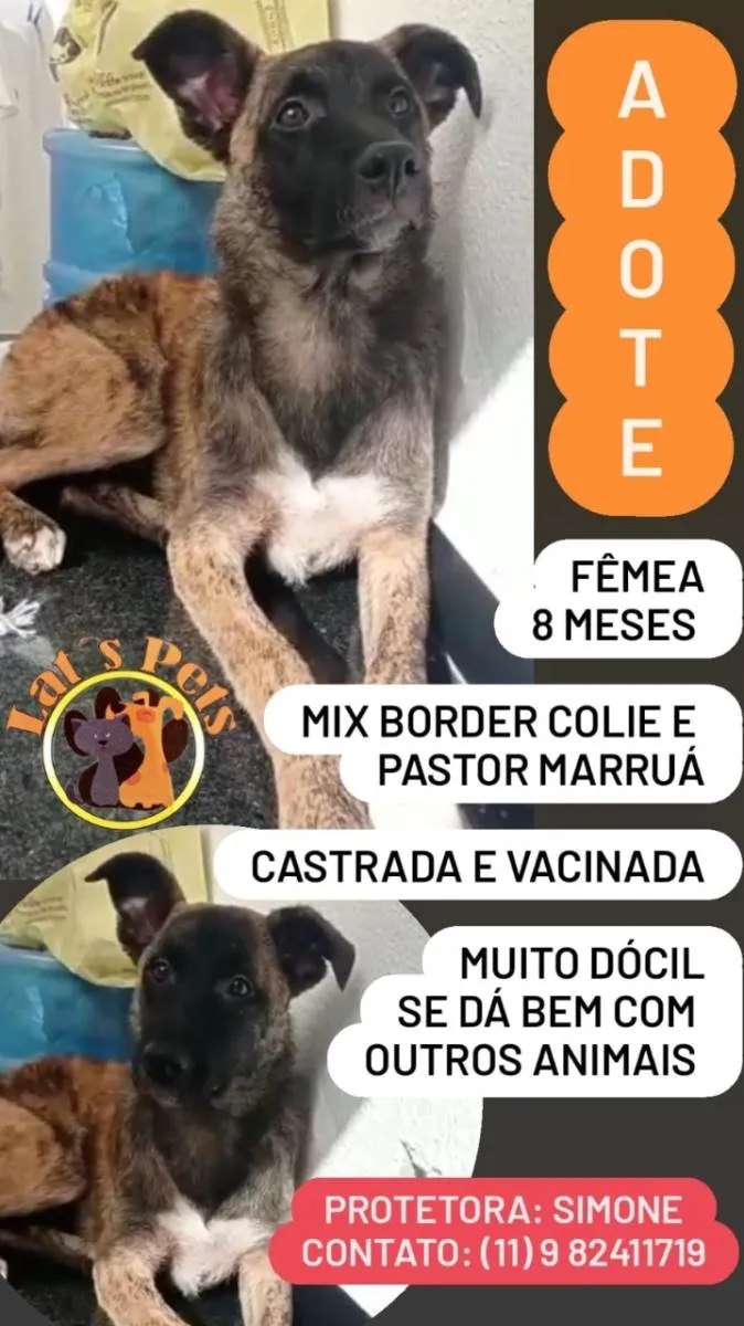 Cachorro ra a Mix border collie e pastor marruá idade 7 a 11 meses nome Marruá