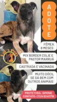 Marruá