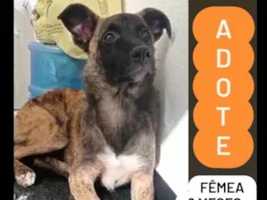 Cachorro raça Mix border collie e pastor marruá idade 7 a 11 meses nome Marruá
