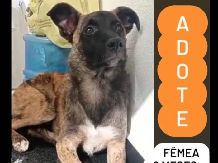 Cachorro ra a Mix border collie e pastor marruá idade 7 a 11 meses nome Marruá