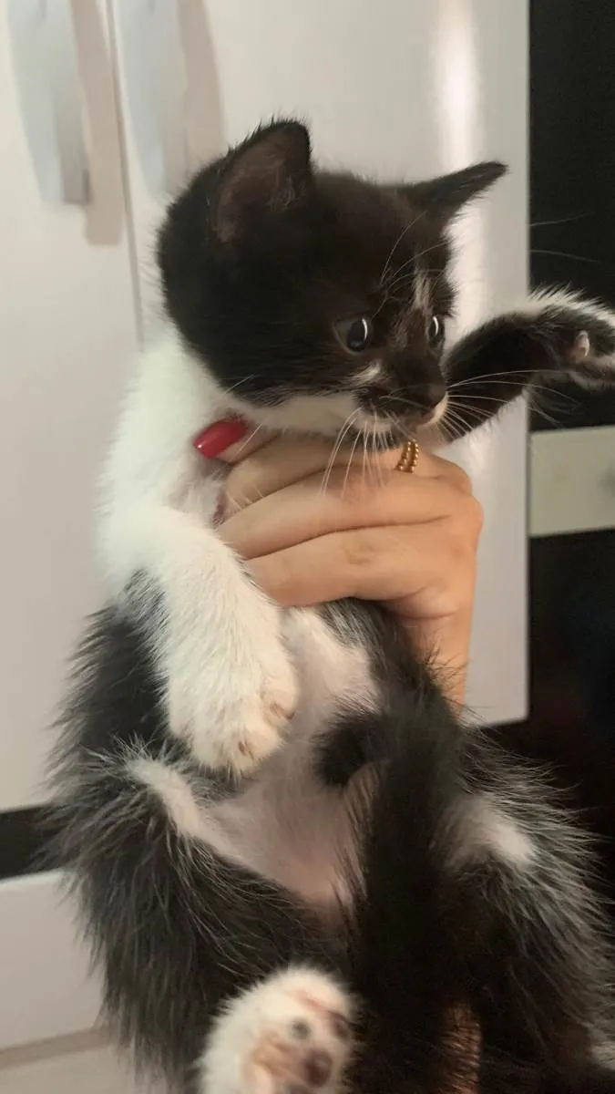 Gato raça SRD-ViraLata idade Abaixo de 2 meses nome SemNome