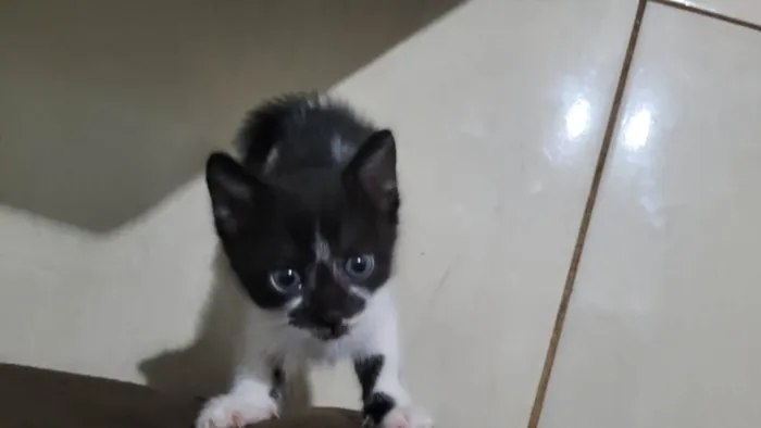 Gato raça SRD-ViraLata idade Abaixo de 2 meses nome SemNome