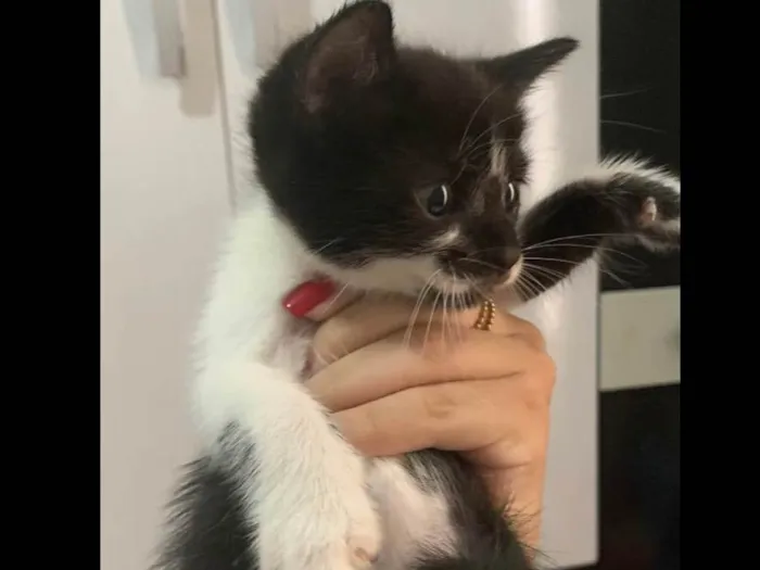 Gato raça SRD-ViraLata idade Abaixo de 2 meses nome SemNome