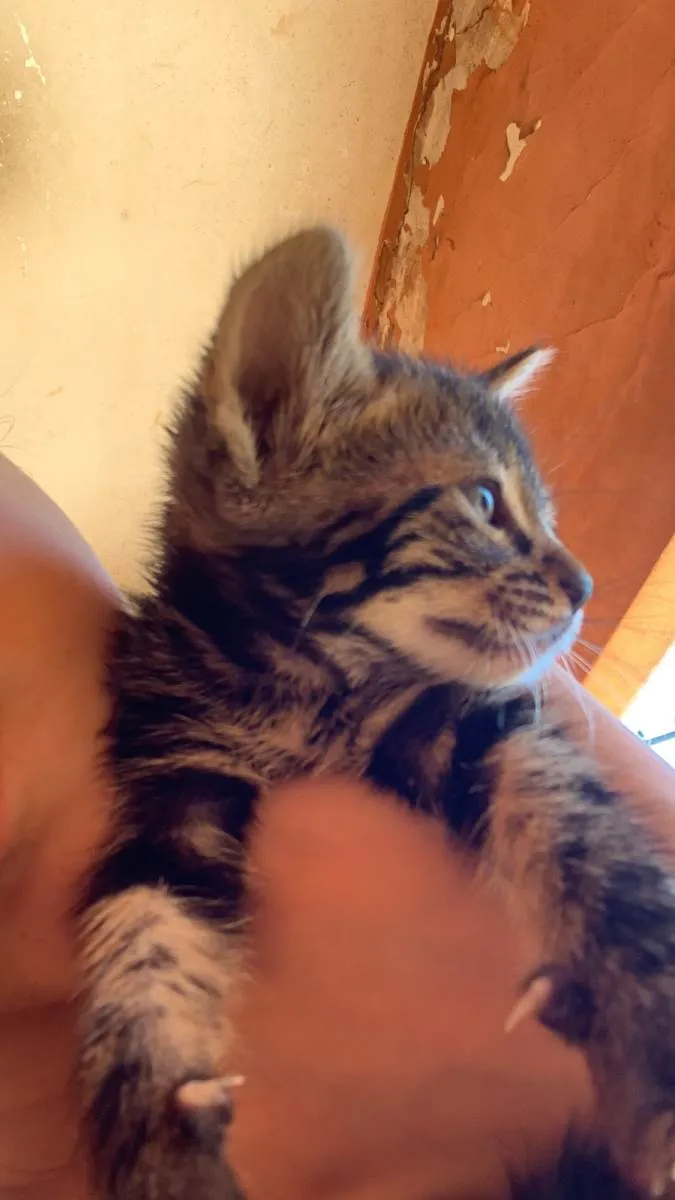 Gato raça SRD-ViraLata idade Abaixo de 2 meses nome SemNome