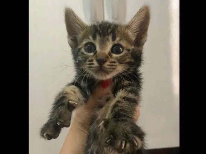 Gato raça SRD-ViraLata idade Abaixo de 2 meses nome SemNome