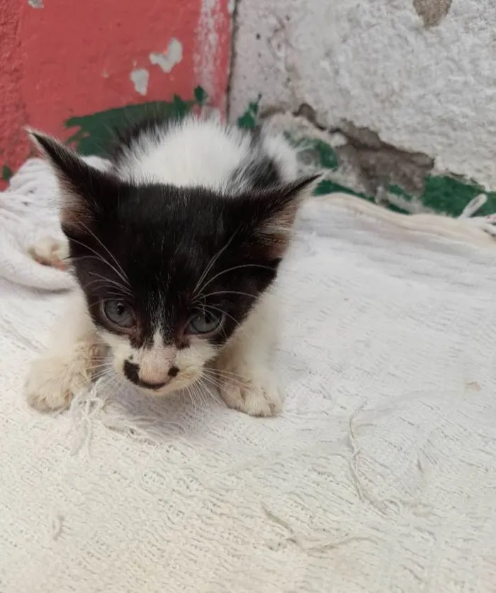Gato ra a SRD-ViraLata idade  nome Bolinha