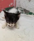 Bolinha