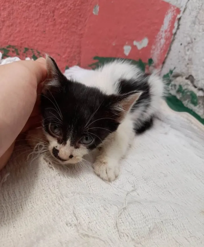 Gato ra a SRD-ViraLata idade  nome Bolinha