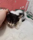 Bolinha