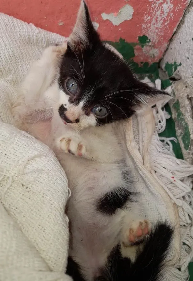 Gato ra a SRD-ViraLata idade  nome Bolinha