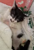 Bolinha