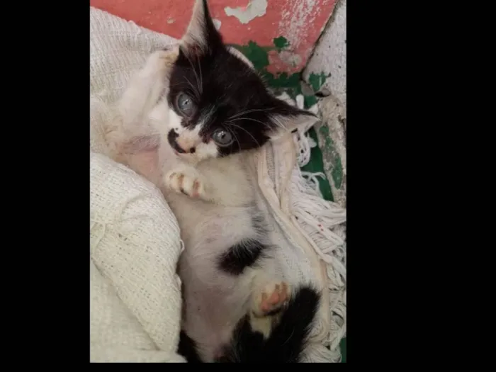 Gato ra a SRD-ViraLata idade  nome Bolinha