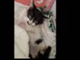 Bolinha