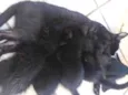 5 gatinhos