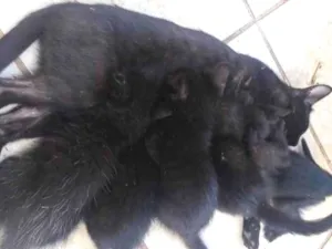 Gato raça SRD-ViraLata idade 2 a 6 meses nome 5 gatinhos