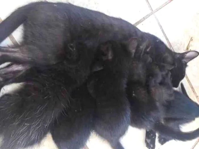 Gato ra a SRD-ViraLata idade 2 a 6 meses nome 5 gatinhos