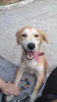 Trovão