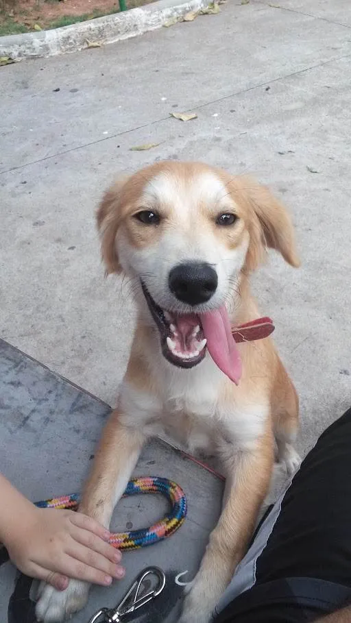 Cachorro raça SRD-ViraLata idade 6 ou mais anos nome Trovão