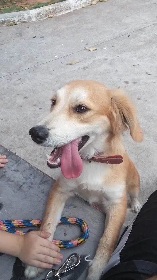 Cachorro raça SRD-ViraLata idade 6 ou mais anos nome Trovão