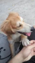 Trovão
