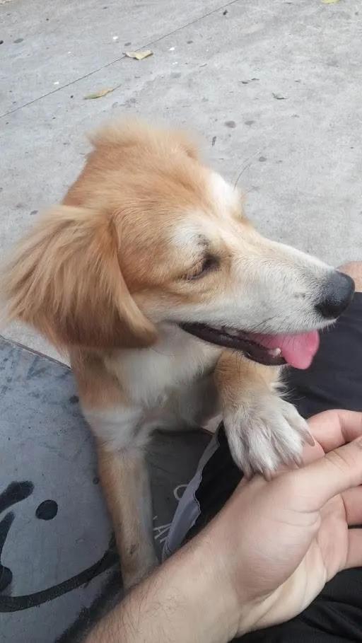 Cachorro raça SRD-ViraLata idade 6 ou mais anos nome Trovão