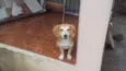 Trovão