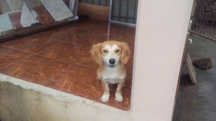 Cachorro raça SRD-ViraLata idade 6 ou mais anos nome Trovão