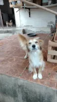 Trovão