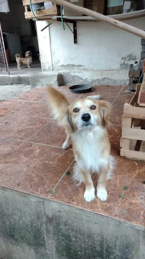 Cachorro raça SRD-ViraLata idade 6 ou mais anos nome Trovão