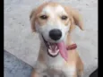 Trovão