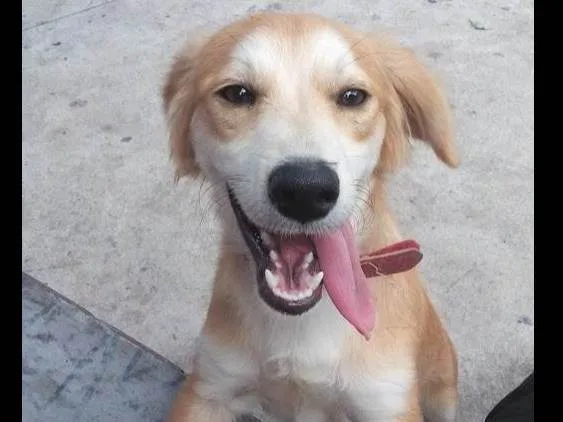 Cachorro raça SRD-ViraLata idade 6 ou mais anos nome Trovão