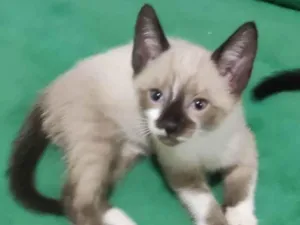 Gato raça Mestiçio Siamês idade Abaixo de 2 meses nome Miguelzinho