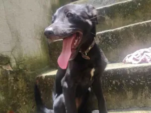 Cachorro raça SRD-ViraLata idade 2 a 6 meses nome Bela