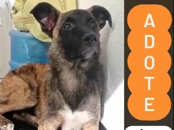 Cachorro ra a Mix border collie e pastor marruá idade 7 a 11 meses nome Marruá