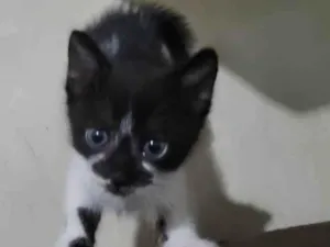 Gato raça SRD-ViraLata idade Abaixo de 2 meses nome SemNome
