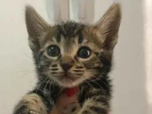 Gato raça SRD-ViraLata idade Abaixo de 2 meses nome SemNome