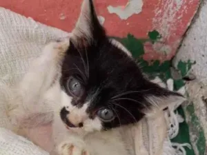 Gato raça SRD-ViraLata idade  nome Bolinha