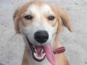 Cachorro raça SRD-ViraLata idade 6 ou mais anos nome Trovão