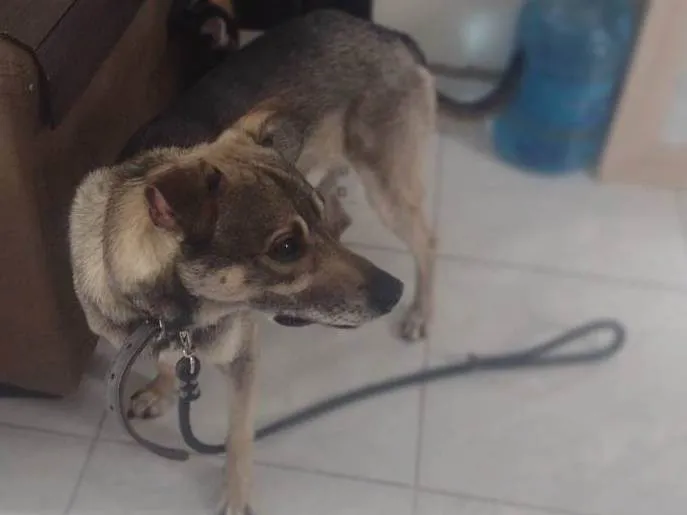 Cachorro ra a SRD-ViraLata idade 1 ano nome Bruce